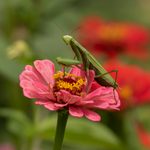 Do Praying Mantis Sightings Have Meaning?