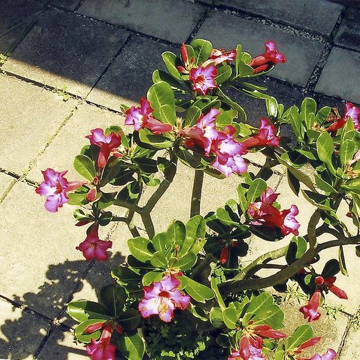 How to Grow a Desert Rose Plant