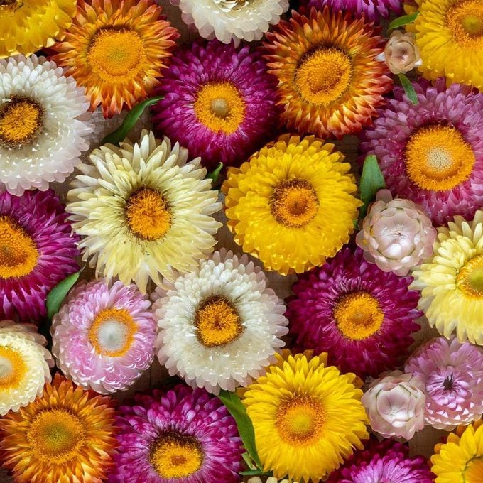colorful straw flowers