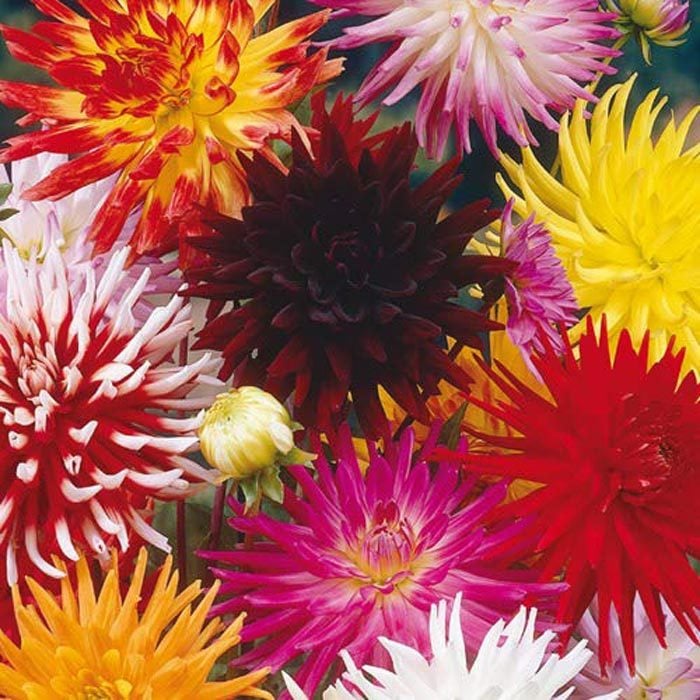 variety of flowers in different colors