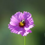 Cosmos Flowers Are Beloved by Bees and Butterflies
