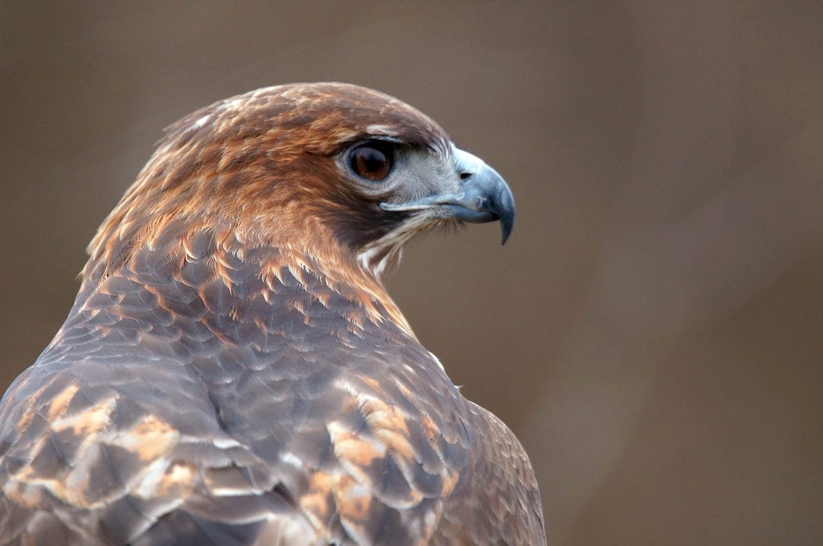 How to Identify a Red-Tailed Hawk - Birds and Blooms