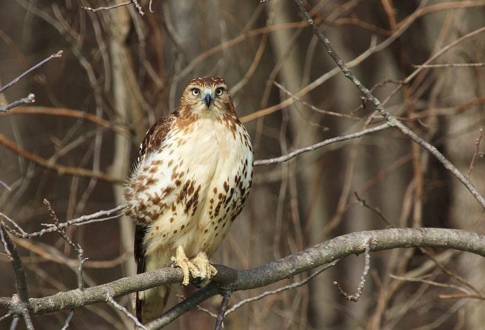 pictures of hawks