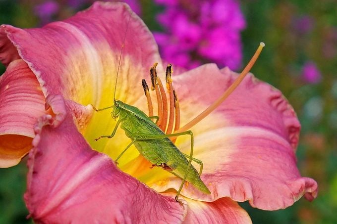 picture of a katydid