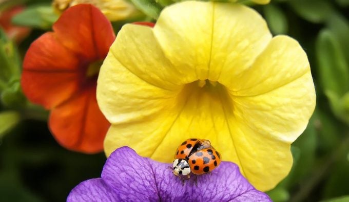 ladybug meaning symbolism