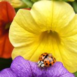 Does a Ladybug Have Special Meaning or Symbolism?