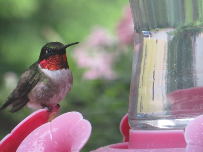 Ruby-throated hummingbird