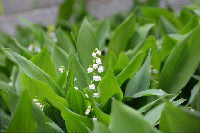 Close up view of lily of the valley blooms and leaves