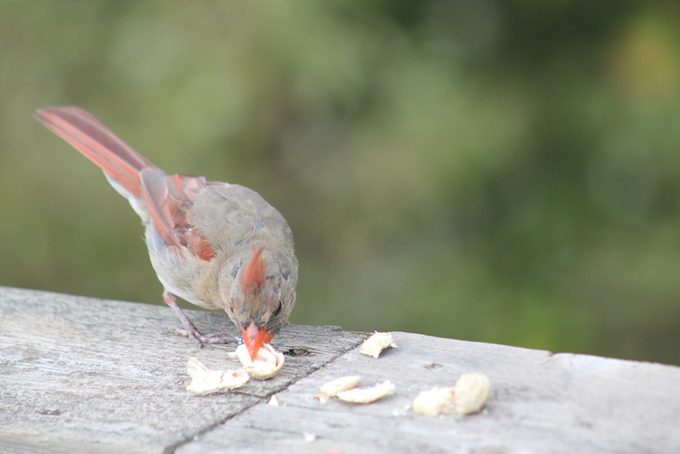 Female Red Cardinal Bird on Wooden Deck eating a peanut