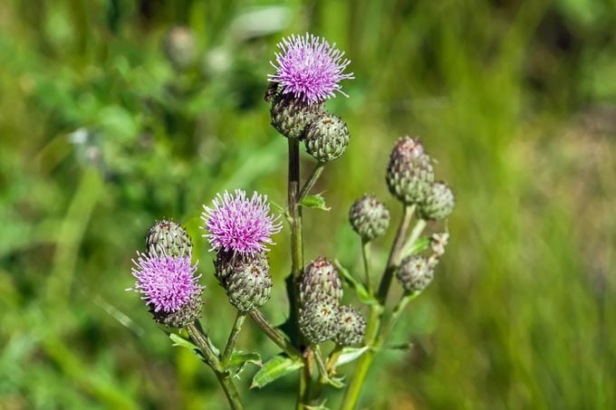 Canada thistle, a field thistle with purple flowers