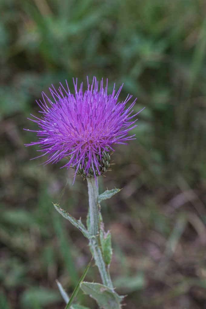 Cirsium flodmanii, commonly known as prairie thistle, Flodman's thistle, is a plant species native to Canada and the northern United States. Theodore Roosevelt National Park, North Dakota