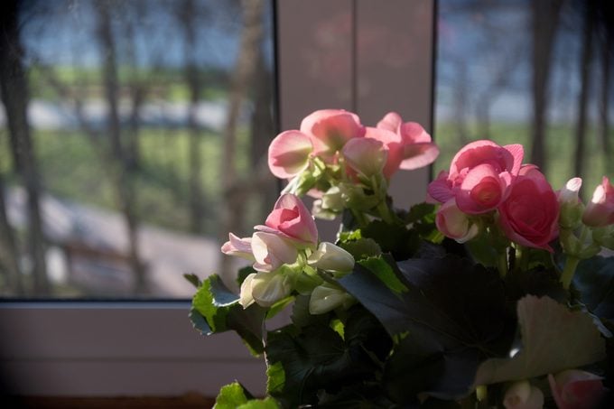 flowering begonia on window at home