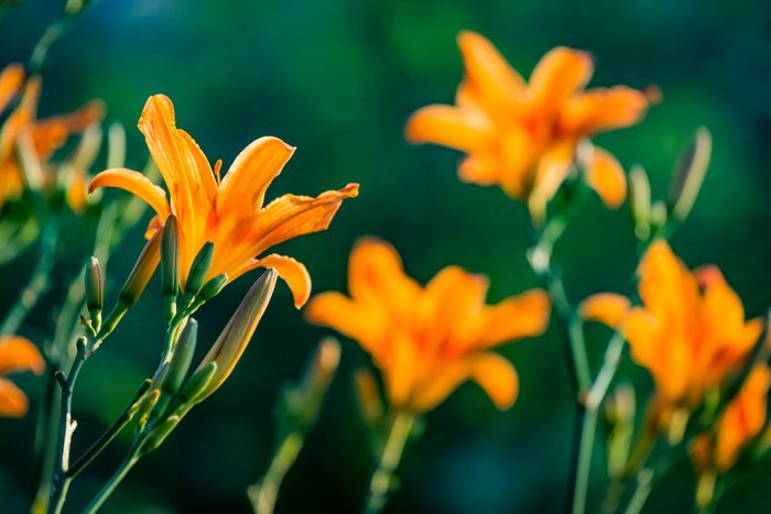 Orange flowers of blooming Daylily Hemerocallis fulva on the green garden background.