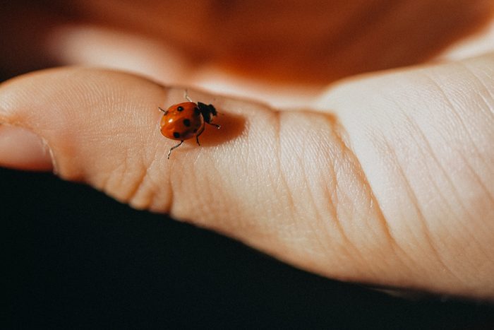 Ladybug meaning good luck on a Child's Hand