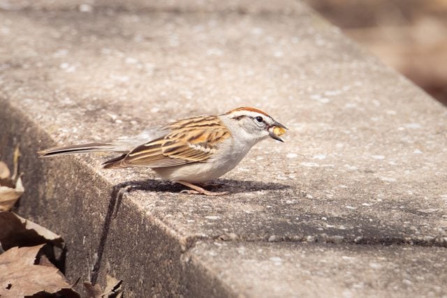 Small chipping sparrow feeding on a nut in my garden during sprintime