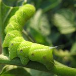 Stop the Tomato Hornworm From Damaging Your Tomatoes