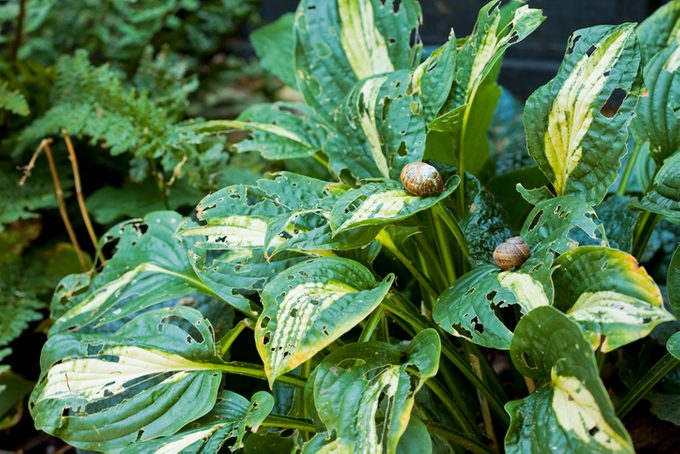 gardening problems with snails at lunch on hostas