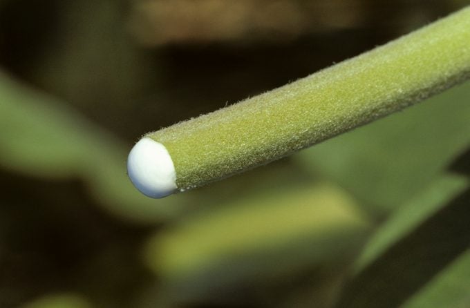Close up of a broken milkweed (Asclepias speciosa ) flower stem.