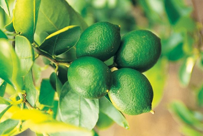 Close-up of limes on the tree (Citrus aurantifolia)