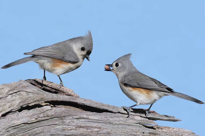 plural of titmouse