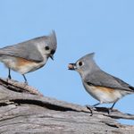 Ask the Experts: What is the Plural of Titmouse?