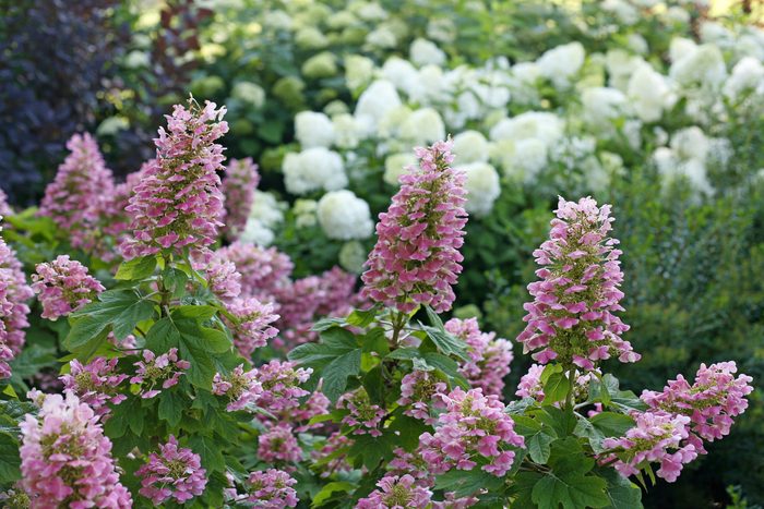 Gatsby Pink oakleaf hydrangea features long stems filled with delicate pink flowers.