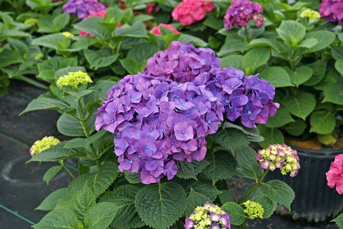 Let's Dance Big Band reblooming hydrangea has light green flowers that transition to deep purple.