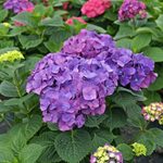 The Best Hydrangea Bush for Every Yard and Growing Condition