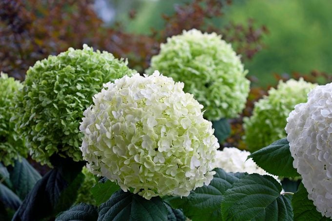 Incrediball smooth hydrangea has giant white ball-like bloom clusters.