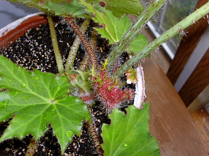 begonia houseplant