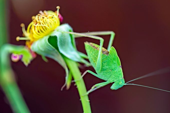 ,a Juvenile  Greater Angle Wing Katydid (microcentrum Rhombifolium) Perch On A Wilted Rose.