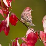 House Finch vs Purple Finch: How to Tell the Difference