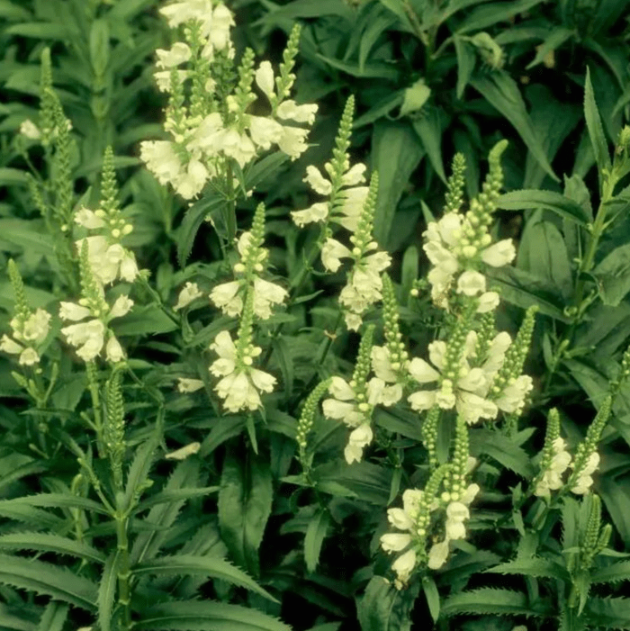 obedient plant miss manners