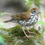 Meet the Thrush Bird Family: Sweet Songbirds