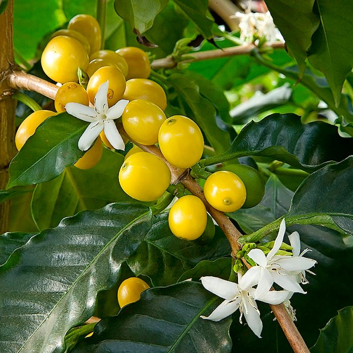 Yellow cherry coffee, indoor fruit trees