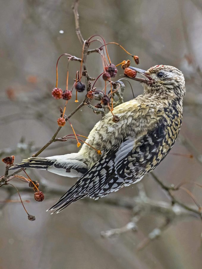 A female yellow-bellied sapsucker with a yellow underside grabs a fruit.