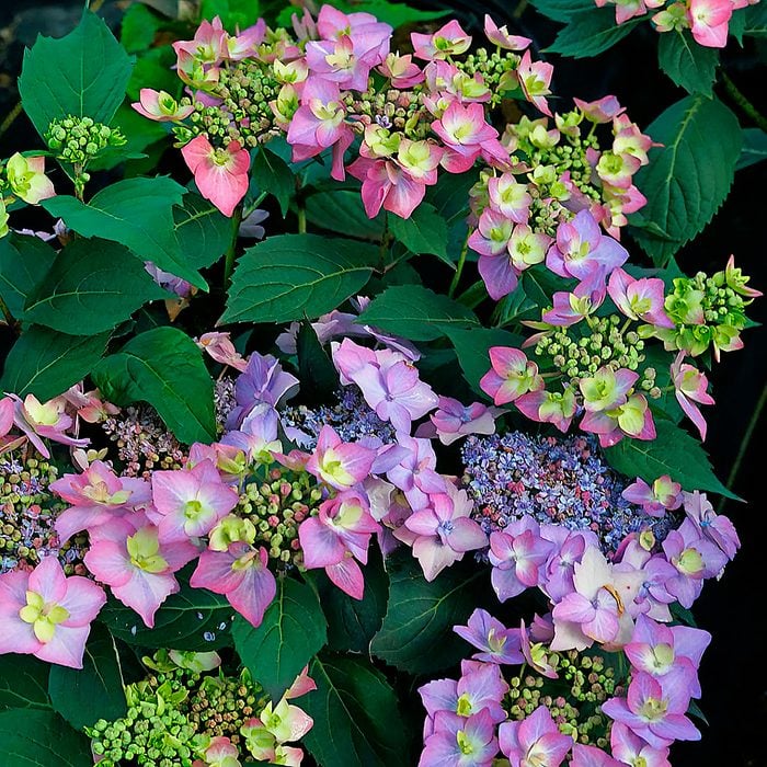 Let's Dance Can Do reblooming hydrangea has green, pink and purple blooms throughout the length of its stems.