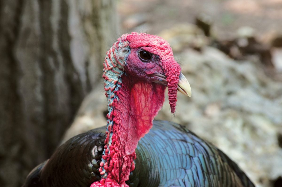 6 Fascinating Bird Facts About Wild Turkeys - Birds and Blooms