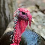 6 Fascinating Bird Facts About Wild Turkeys