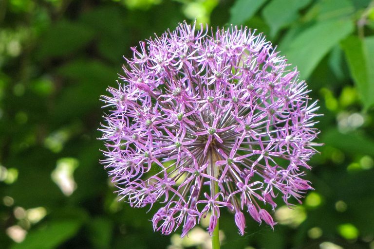 Plant Allium Flowers in Fall for Pretty Spring Blooms - Birds and Blooms