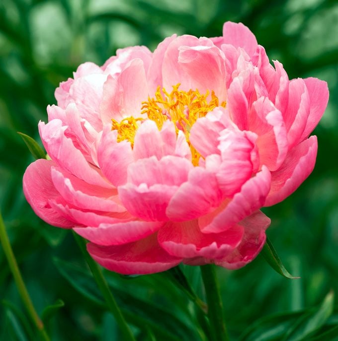 when to divide peonies