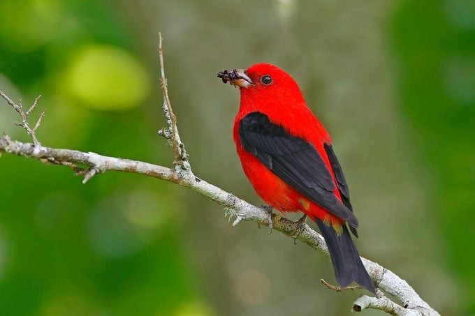 Male Scarlet Tanager Eating Mulberries