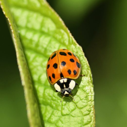 Ladybug vs Asian Beetle: What's the Difference?