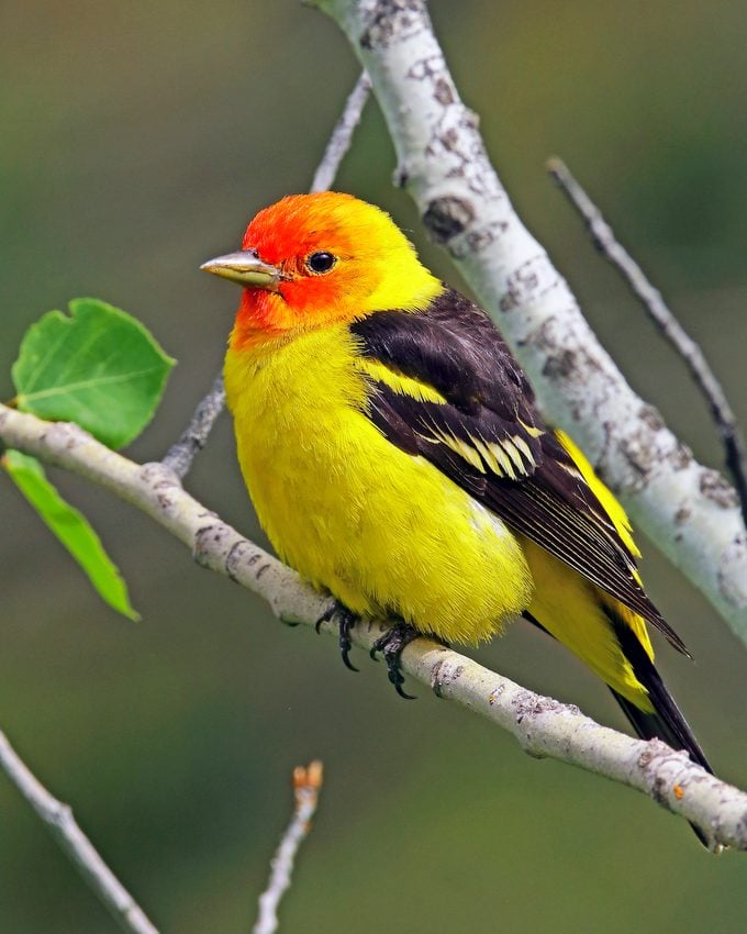 Western Tanager Male