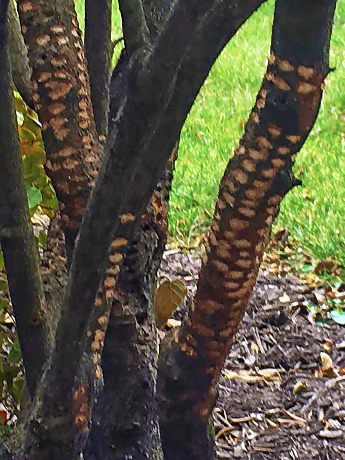 Uniform sapsucker damage on a viburnum shrub.