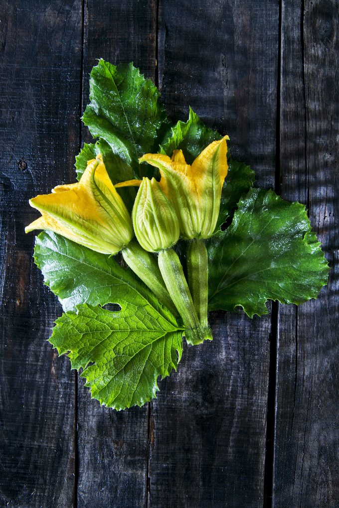 growing zucchini, Shutterstock 163030412