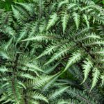 Grow Foolproof Ferns in Your Shade Garden