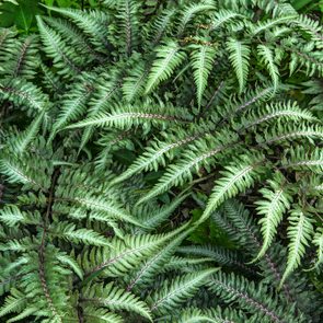 Japanese painted ferns
