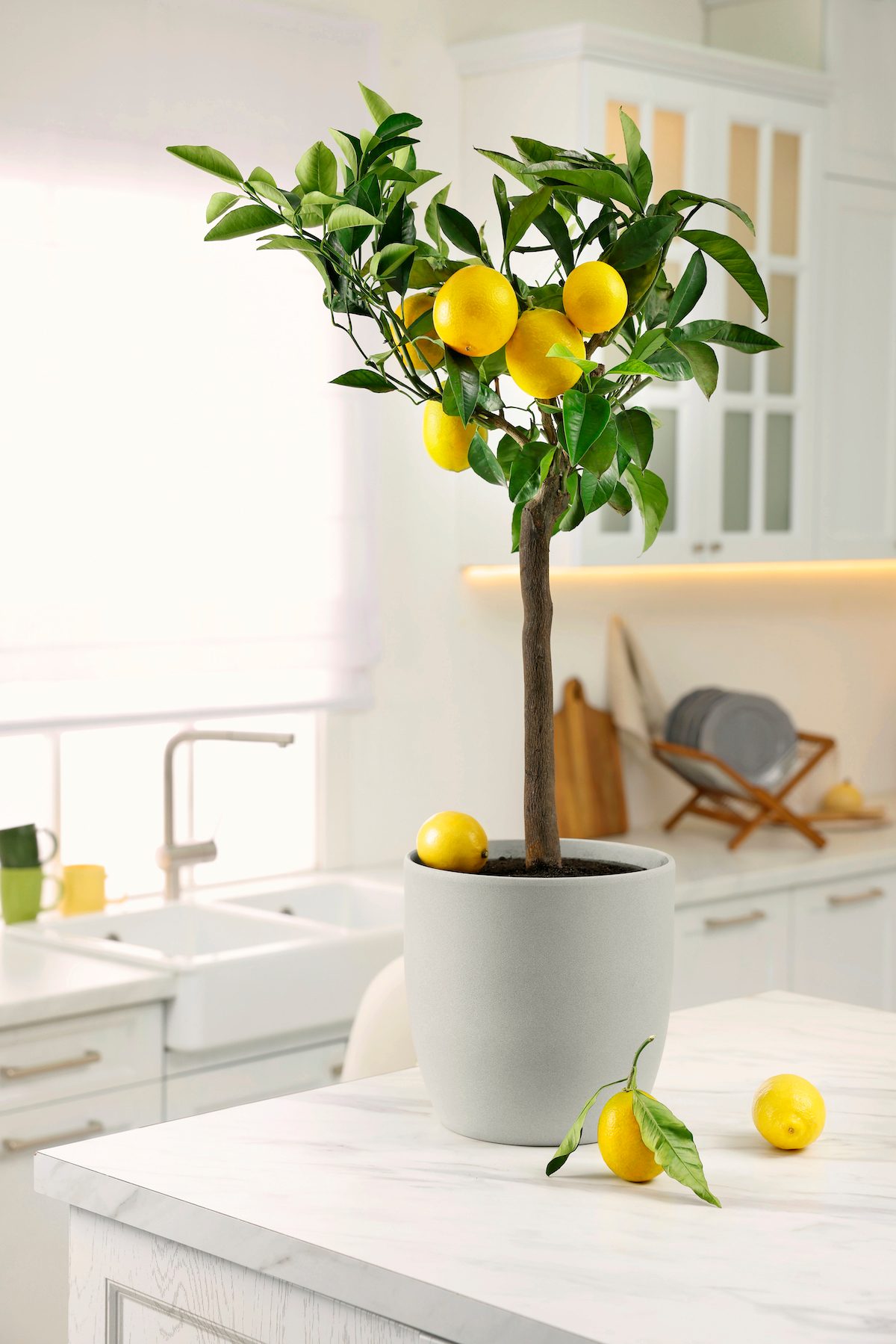  How to Grow an Indoor Lemon Tree