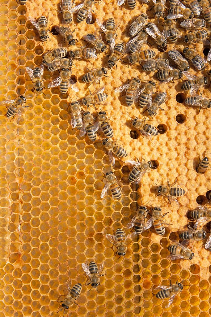 beginning beekeeper